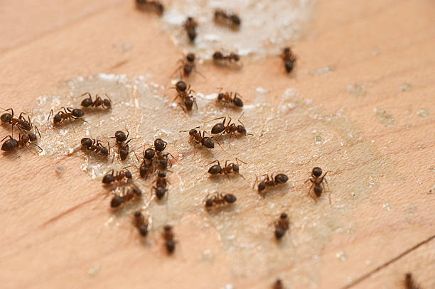 Best Pest Removal Services  in Uniondale, NY